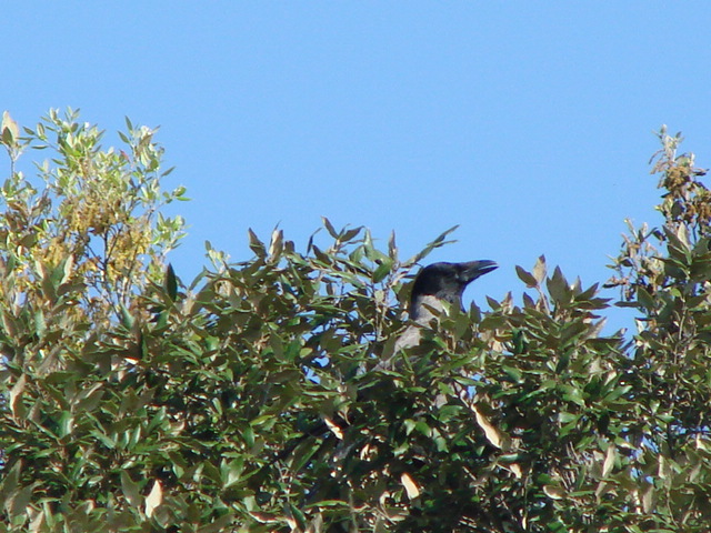 corvus corone cornix, una semplice cornacchia